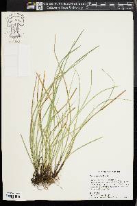 Carex basiantha image