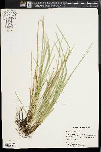 Carex basiantha image