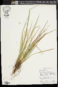 Carex basiantha image