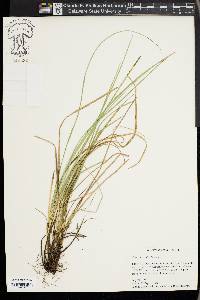 Carex basiantha image