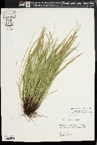 Carex basiantha image