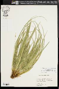 Carex basiantha image