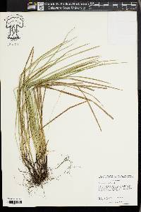 Carex basiantha image