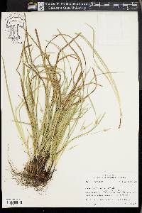 Carex basiantha image