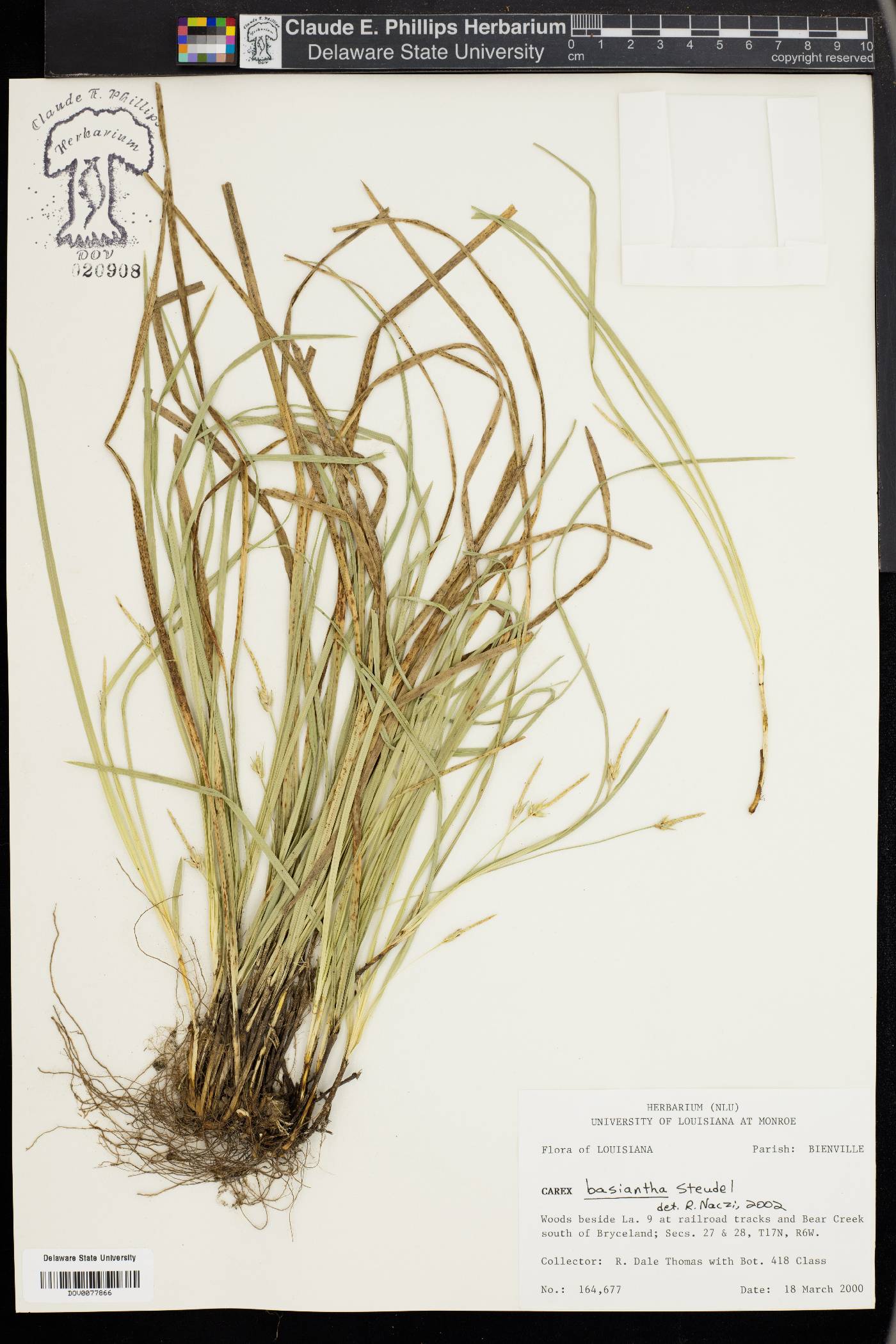 Carex basiantha image