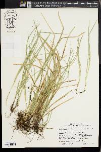 Carex basiantha image