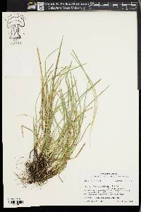 Carex basiantha image