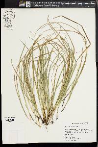 Carex basiantha image