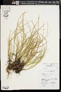 Carex basiantha image