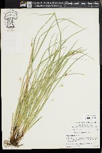 Carex basiantha image