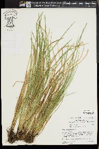 Carex basiantha image