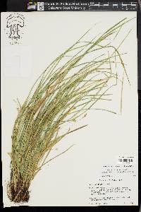 Carex basiantha image