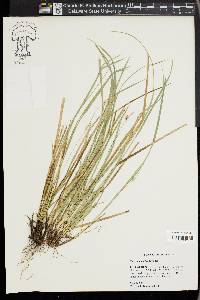 Carex basiantha image