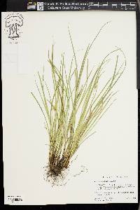 Carex basiantha image