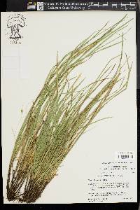 Carex basiantha image