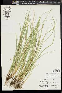 Carex basiantha image