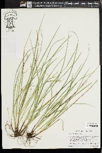 Carex basiantha image