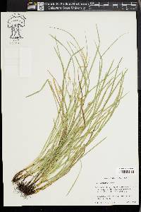 Carex basiantha image