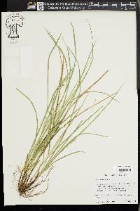 Carex basiantha image