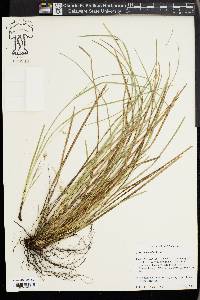 Carex basiantha image