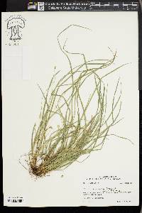 Carex basiantha image