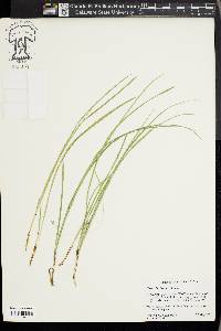 Carex basiantha image