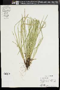 Carex basiantha image