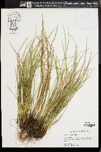 Carex basiantha image