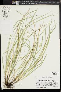 Carex basiantha image