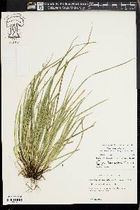 Carex basiantha image