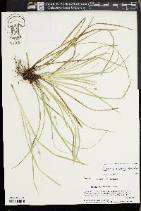 Carex basiantha image