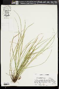 Carex basiantha image