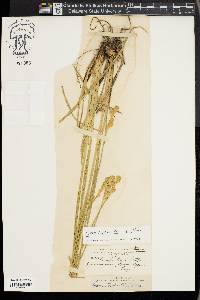 Carex bicknellii image