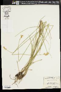 Carex bicknellii image