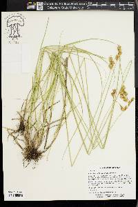 Carex bicknellii image