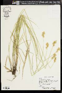 Carex bicknellii image