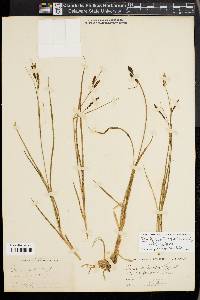 Carex bigelowii image