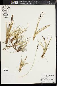 Carex bigelowii image