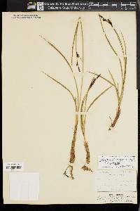 Carex bigelowii image