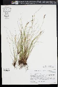 Carex brachystachys image