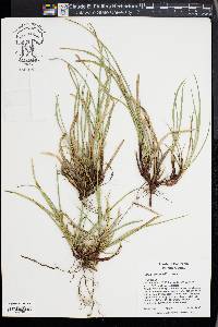 Carex brainerdii image