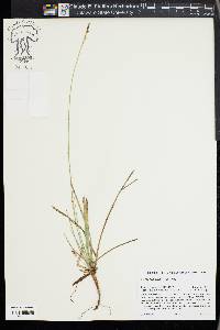 Carex brainerdii image