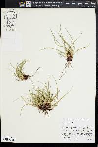 Carex brainerdii image