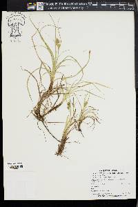 Carex breviculmis image