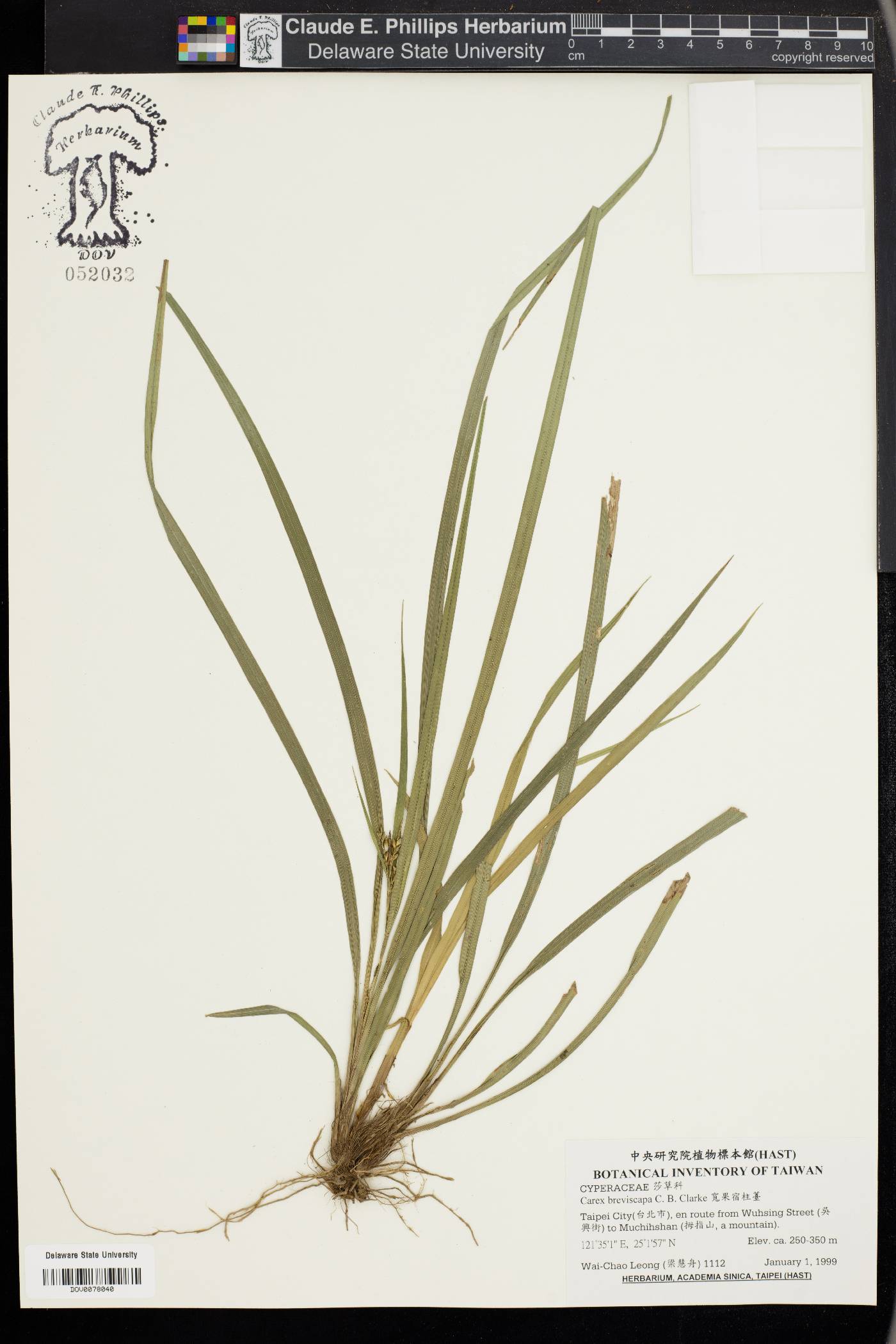 Carex breviscapa image