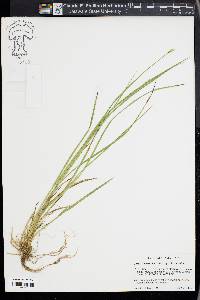 Carex bromoides image