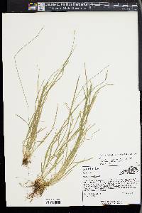 Carex bromoides image