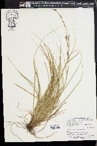 Carex brunnea image