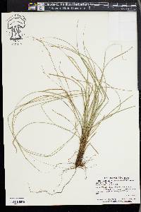 Carex brunnea image