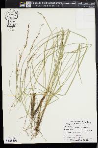 Carex brunnea image